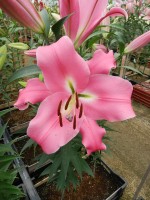 [4562 VH38 Salento No02.JPG]